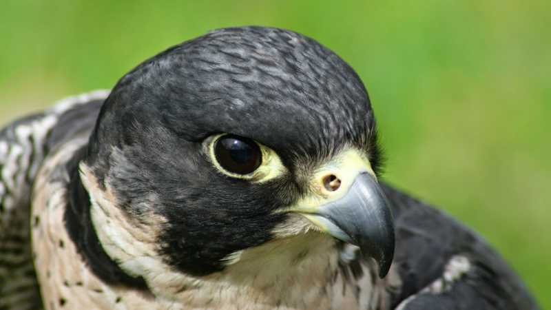 Nombre De Aves Rapaces Caracteristicas Y Habitat Nombres Para Todo